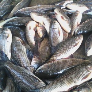 Cá trôi >1.5kg